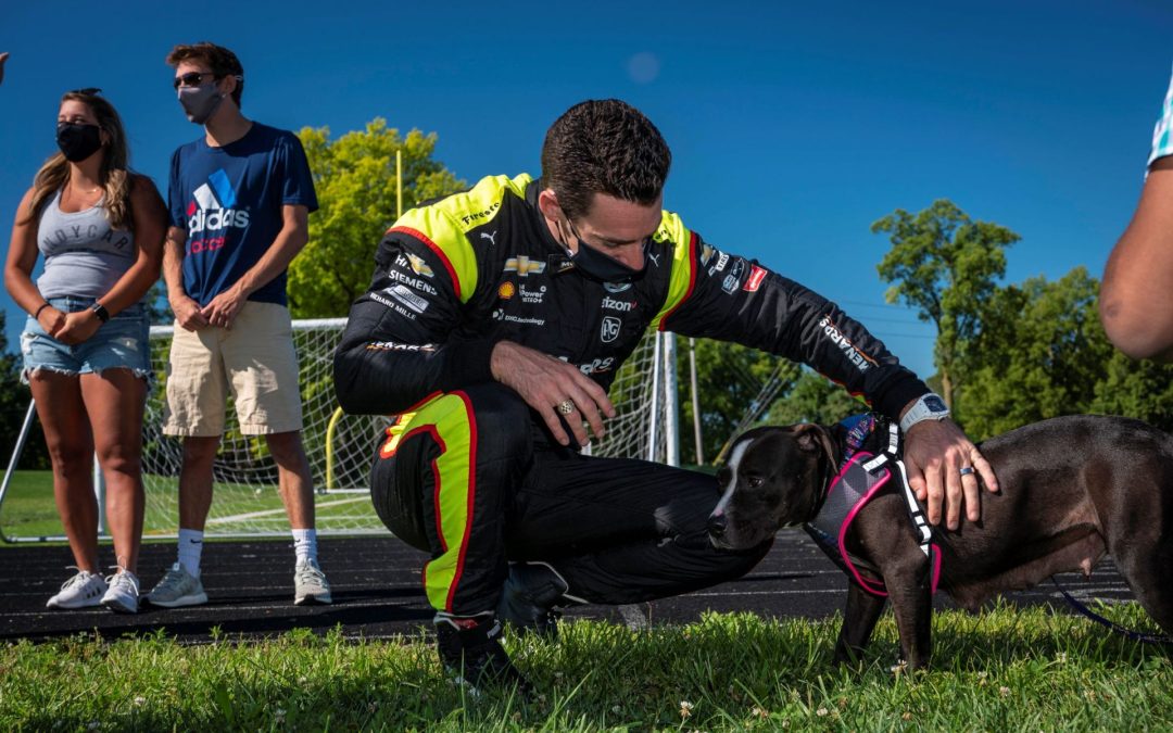 Finding New Homes for Dogs in Need
